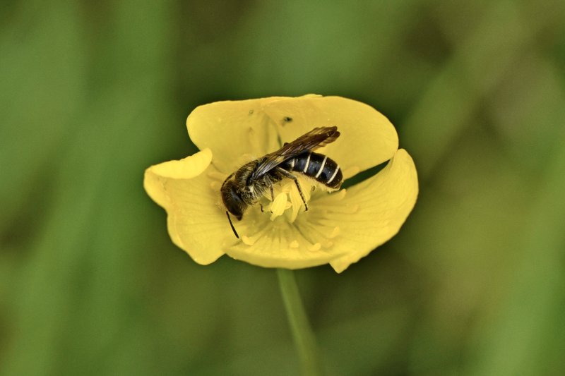 ABEILLE SOLITAIRE. (Chélostome) avec poils de récolte sous le ventre. 2024. ISABELLE TURBAN